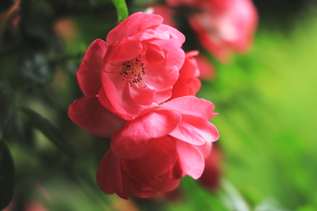 薔薇園（平成の森公園）