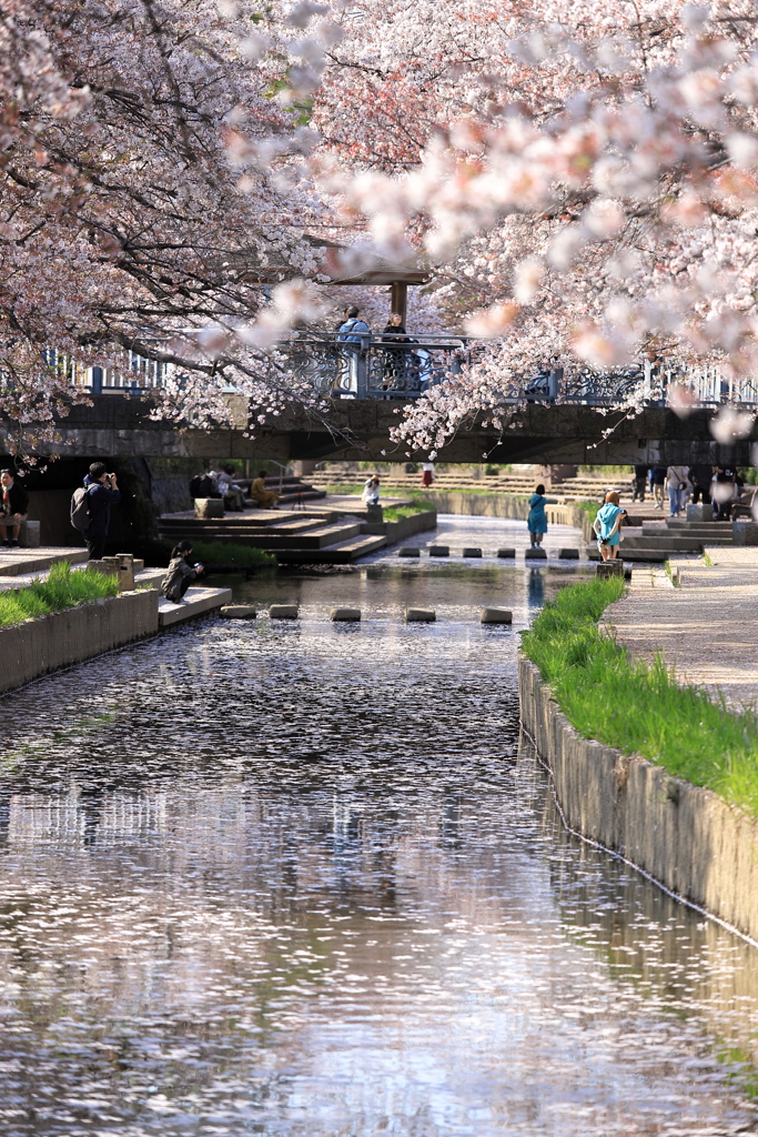 元荒川桜並木