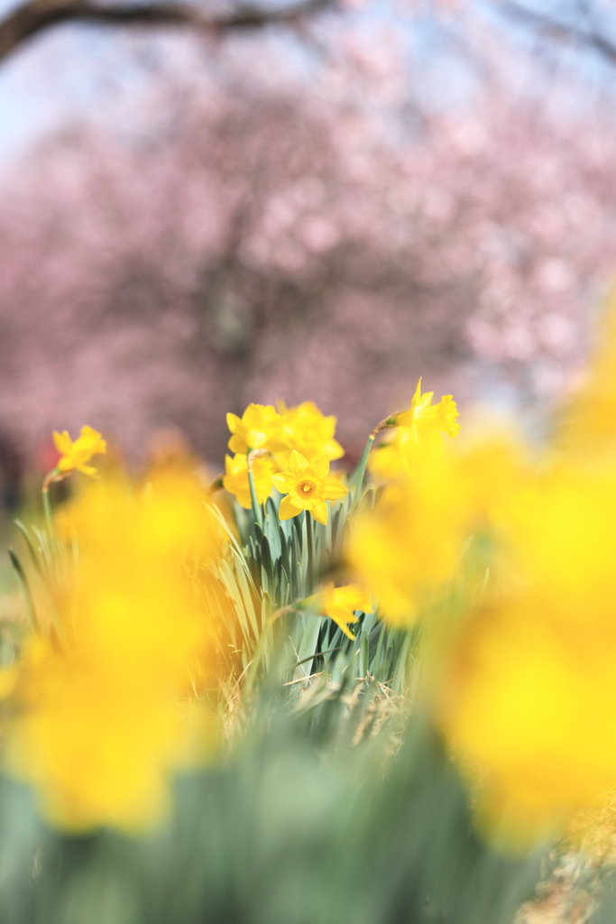 北浅羽桜堤公園