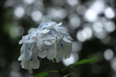 あじさい寺（金泉寺）