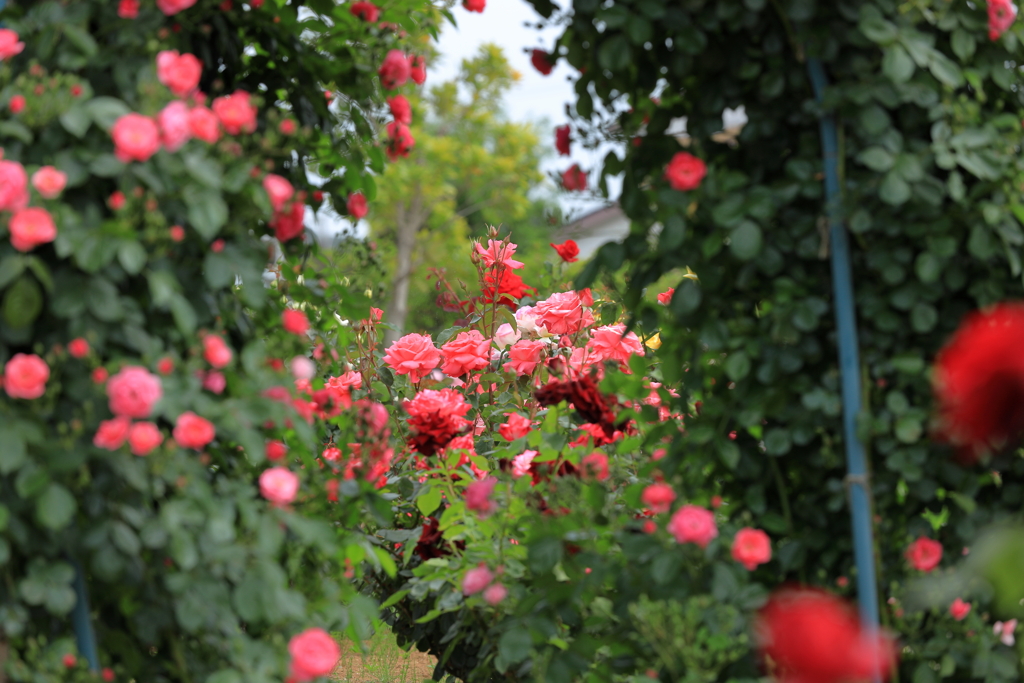 花久の里