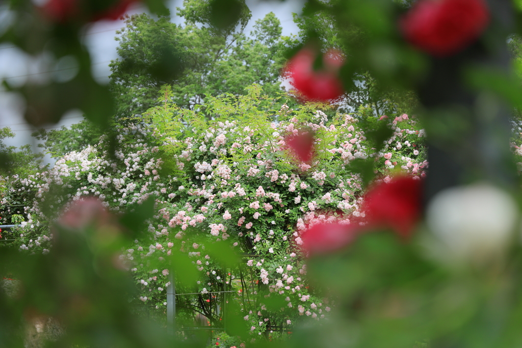 薔薇園（平成の森公園）