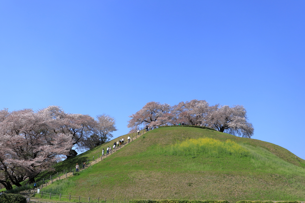 山頂桜