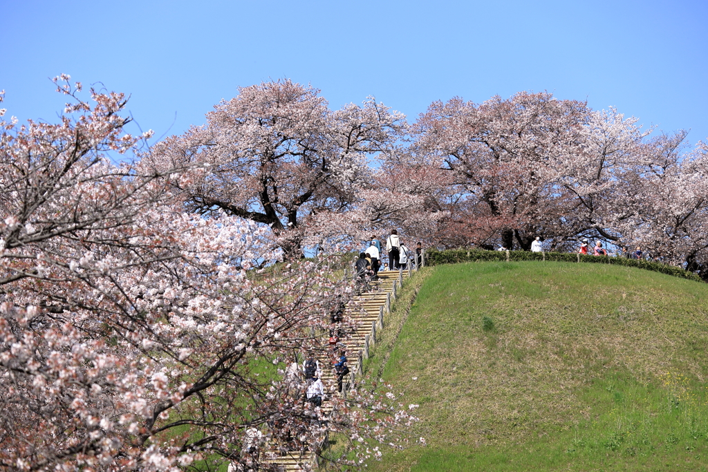 山頂桜