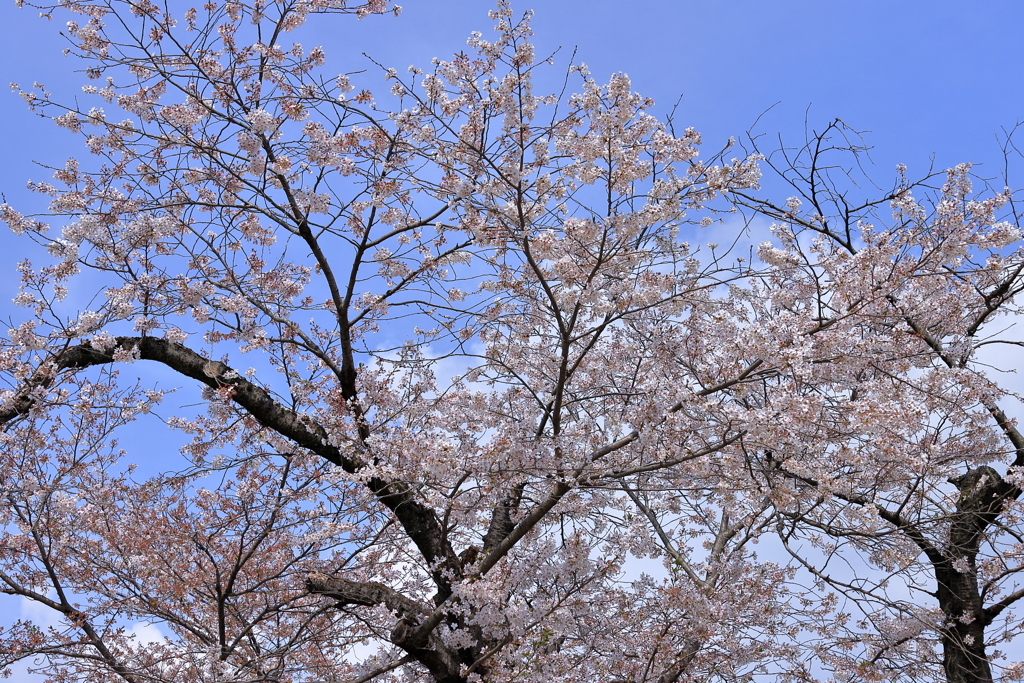 桜と青い空