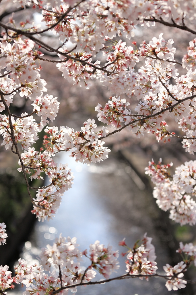 元荒川桜並木②