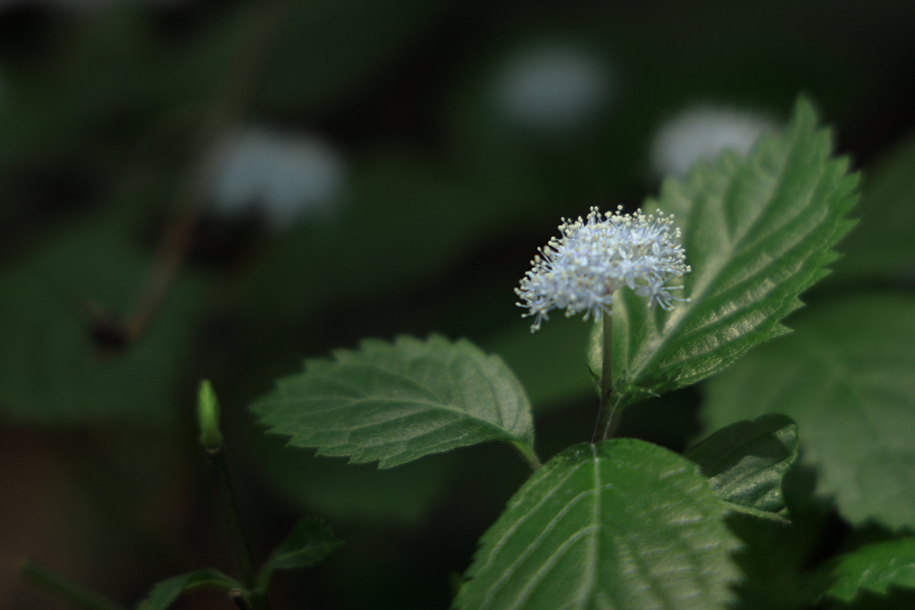 小紫陽花