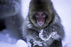 Snow Monkey