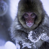 Snow Monkey