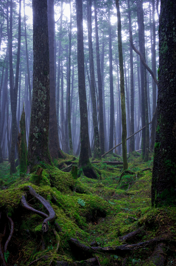 Forest of Moss
