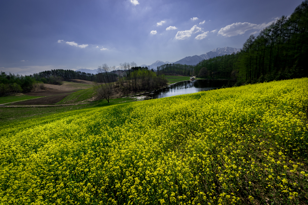 Yellow Carpet