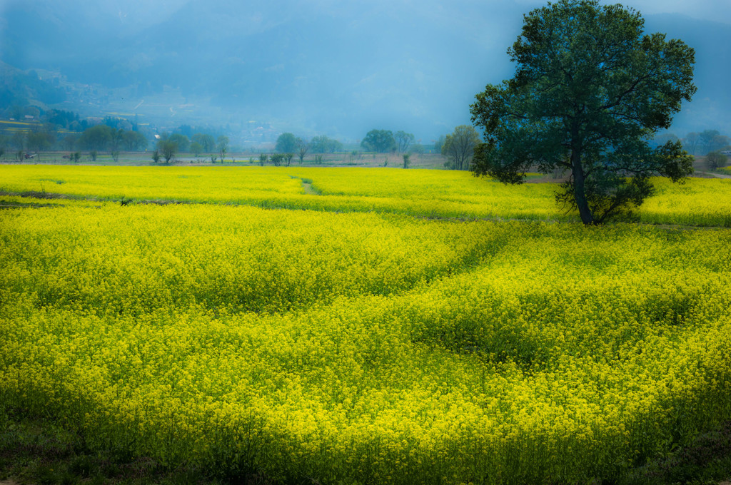 Yellow Carpet