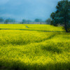 Yellow Carpet