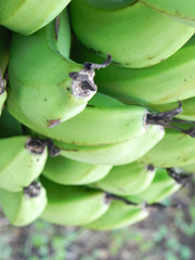 banana01