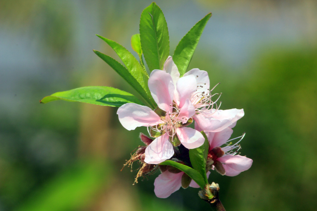 ume1