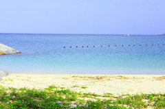 夏の海