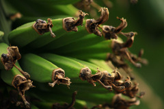 banana