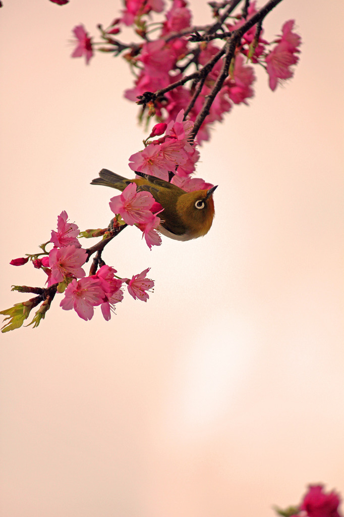 めじろ