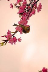 めじろ