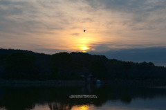 Sunrise and bird