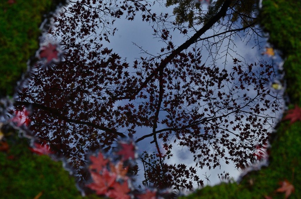 映秋