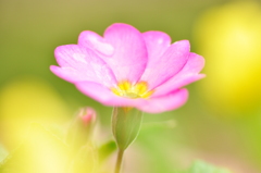 小さな春