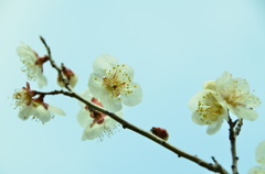 はる