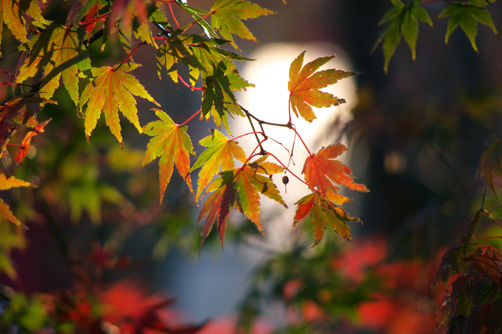 紅葉が始まった（//▽//）