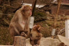 高崎山のサル