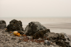 海辺の殻