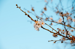 冬桜