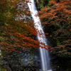 箕面の滝　1