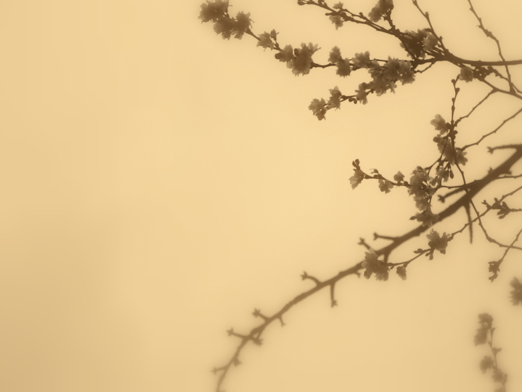 極寒の桜