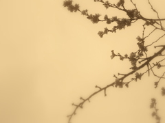 極寒の桜