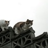 二人旅