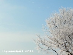 樹氷