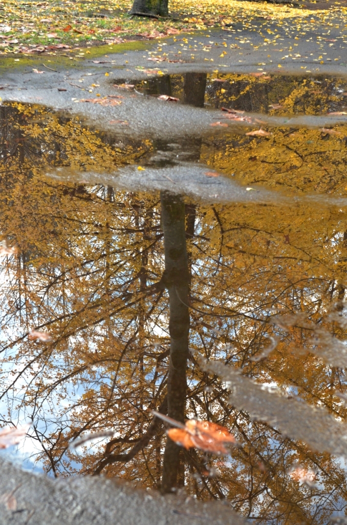 The ground of autumn