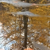 The ground of autumn
