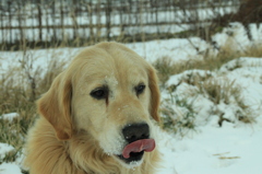 初雪散歩Ⅳ