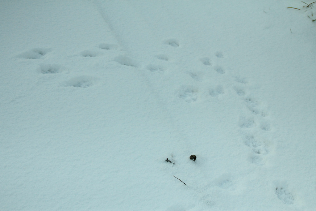 初雪散歩Ⅱ