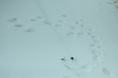 初雪散歩Ⅱ