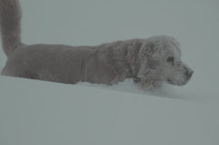 雪　中　犬　か　き