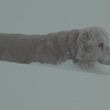 雪　中　犬　か　き