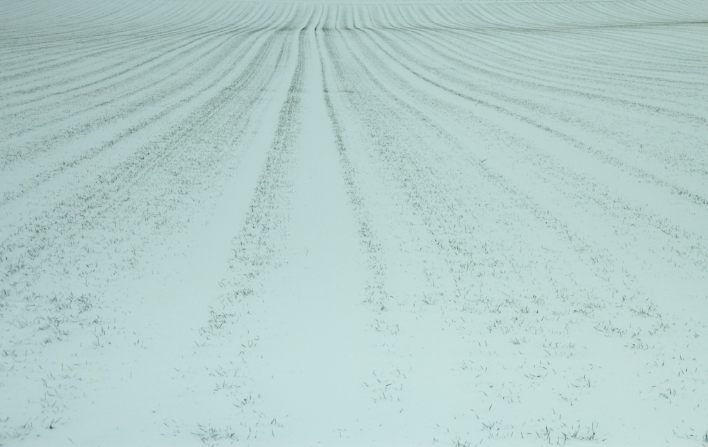 初雪散歩Ⅲ