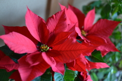 クリスマス後に