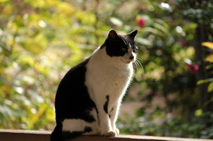 あきいろさがし猫