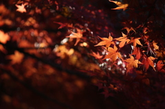 晩秋の煌き　5
