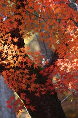 晩秋の煌き　2