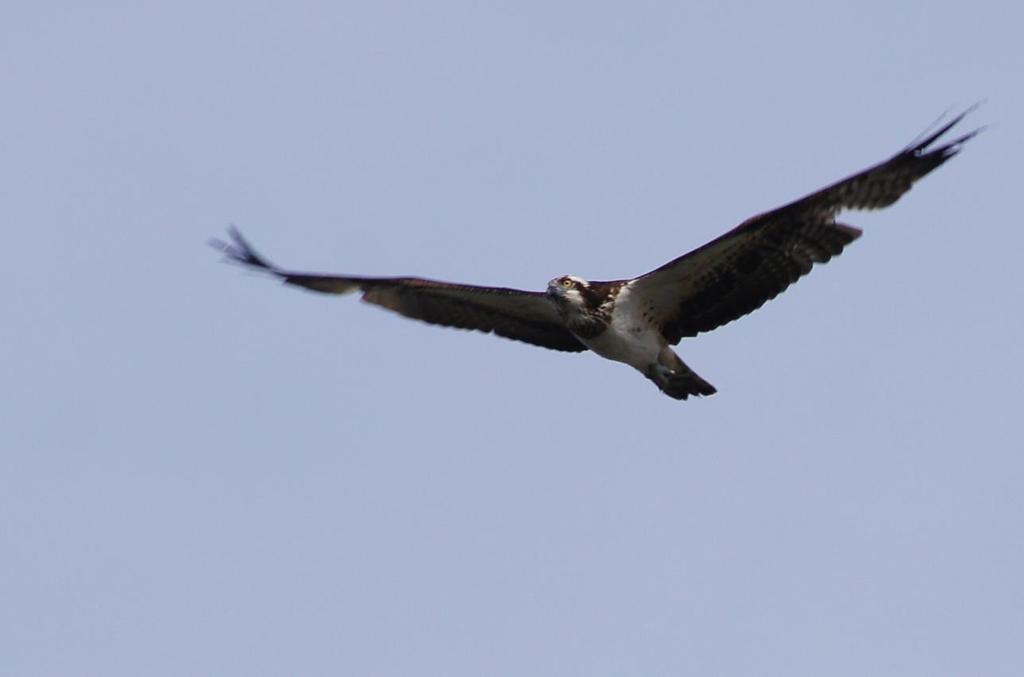 ミサゴの飛ぶ空