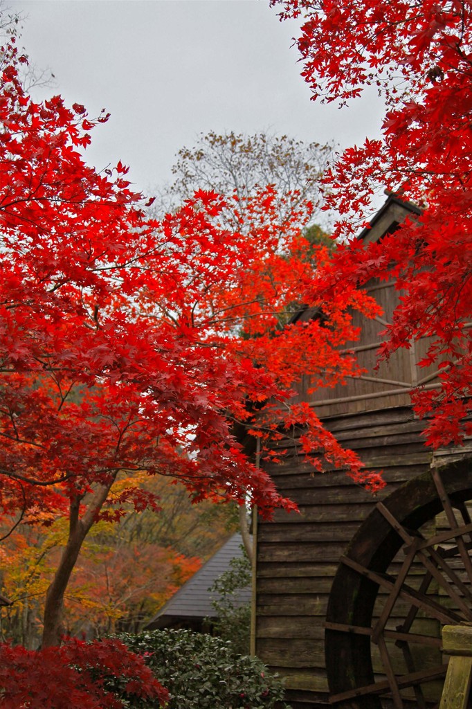 祖谷渓谷　蕎麦処の紅葉３